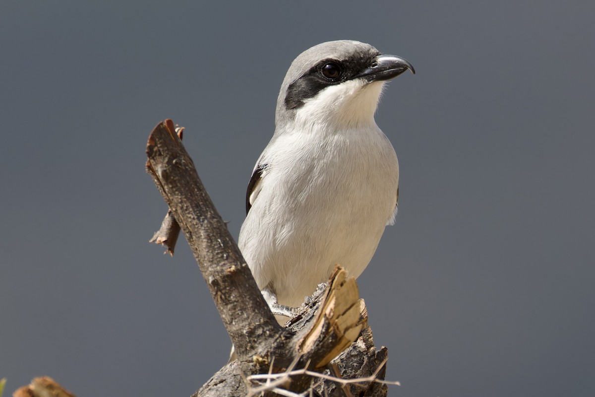 Great Gray Shrike (Socotra) - ML627252336