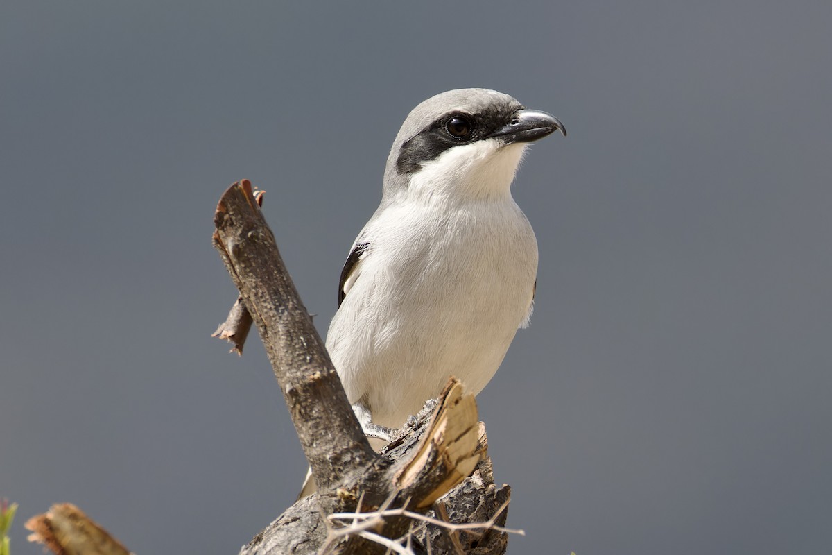 Great Gray Shrike (Socotra) - ML627252337