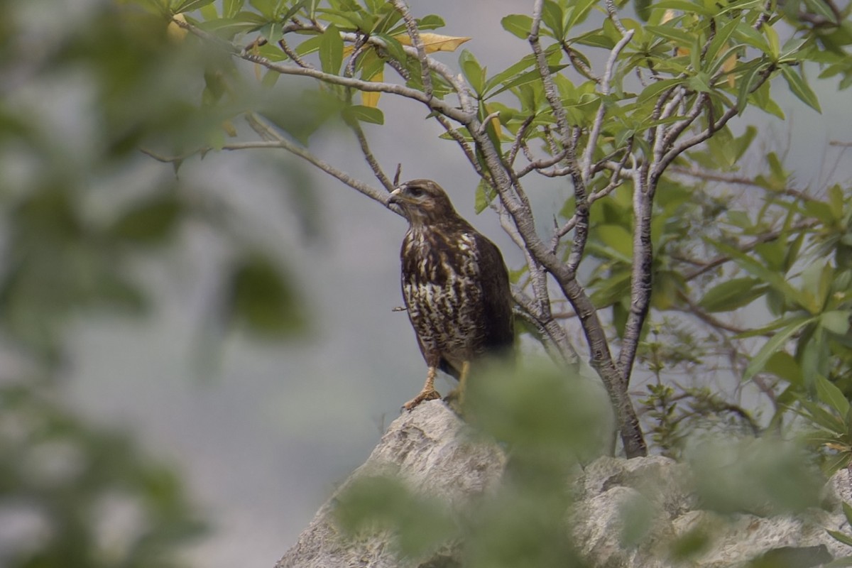 Socotra Buzzard - ML627252364