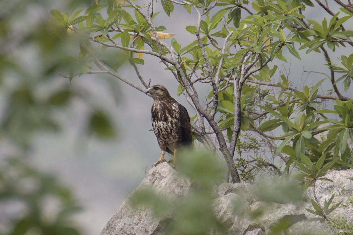 Socotra Buzzard - ML627252365