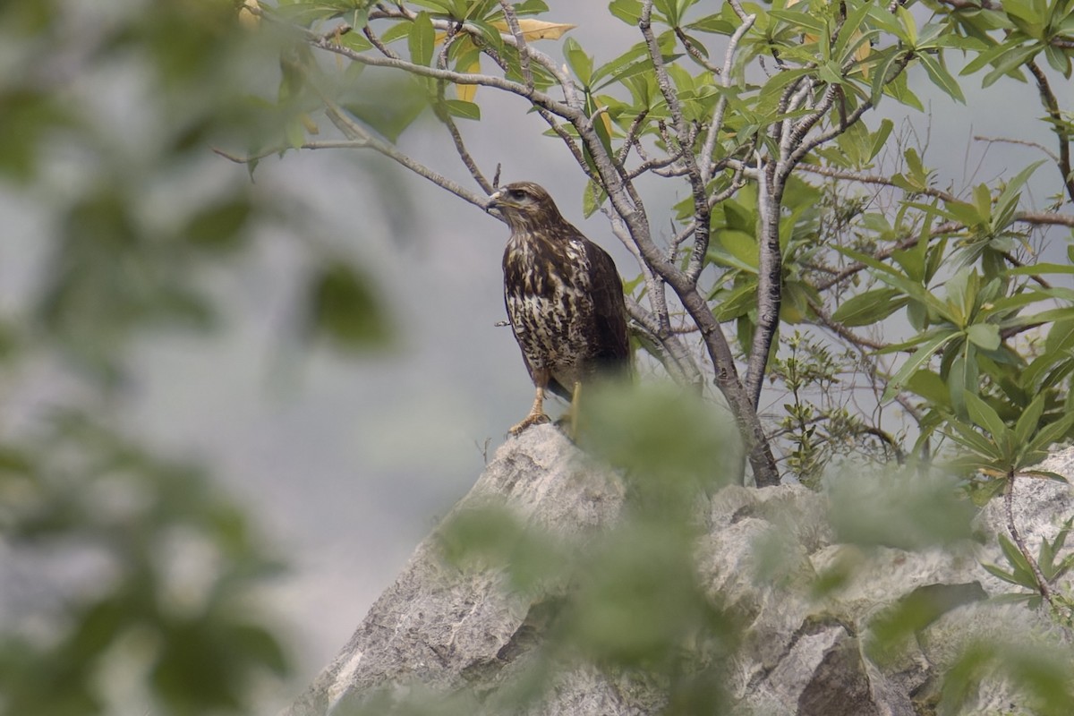 Socotra Buzzard - ML627252366