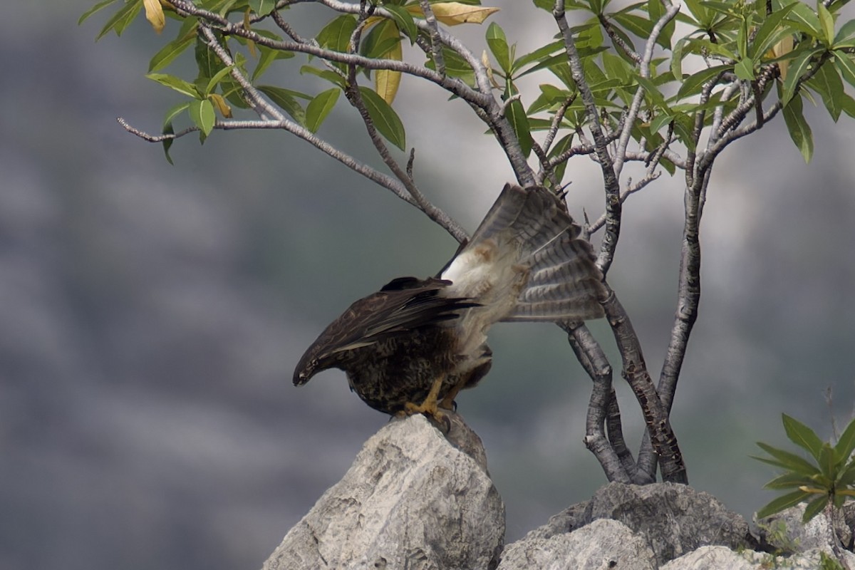 Socotra Buzzard - ML627252367