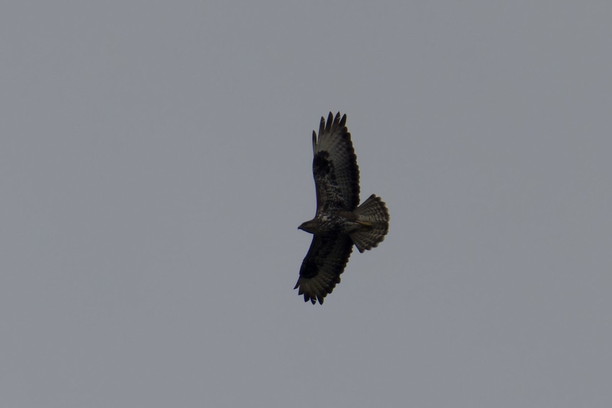 Socotra Buzzard - ML627252368