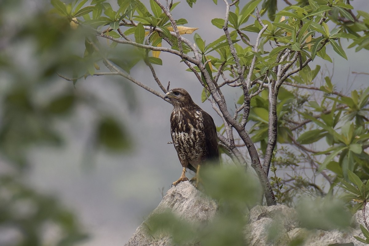 Socotra Buzzard - ML627252369