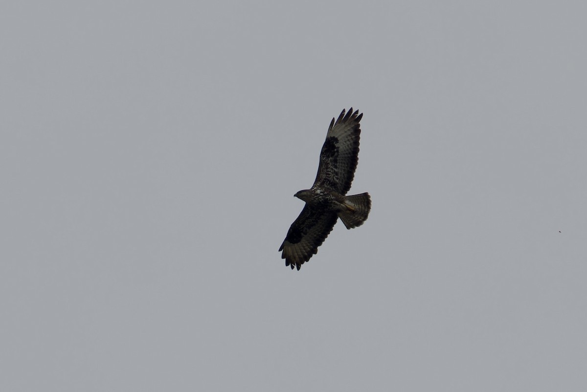 Socotra Buzzard - ML627252370