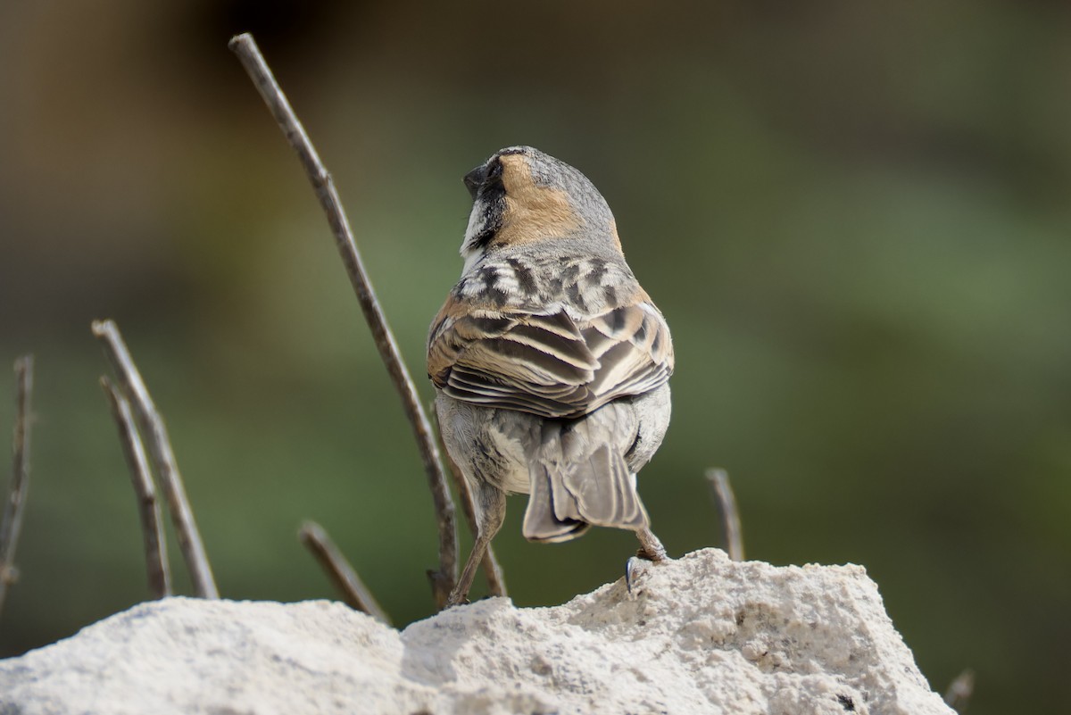 Socotra Sparrow - ML627252373