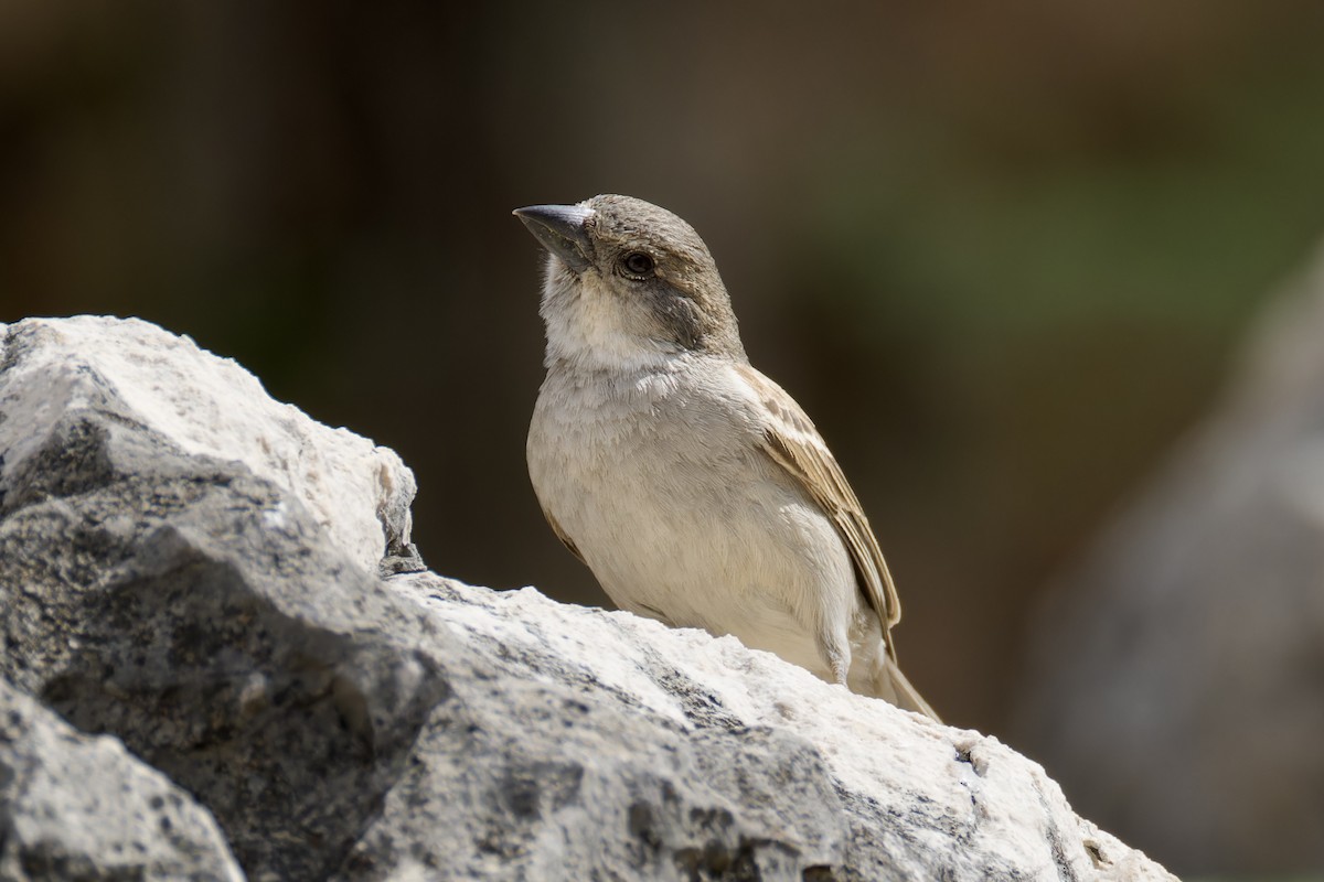 Socotra Sparrow - ML627252374