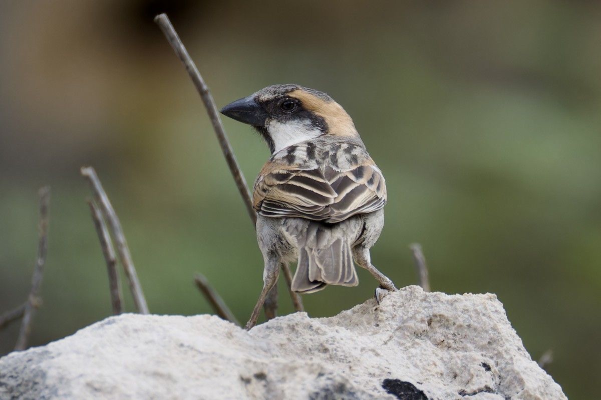 Socotra Sparrow - ML627252376