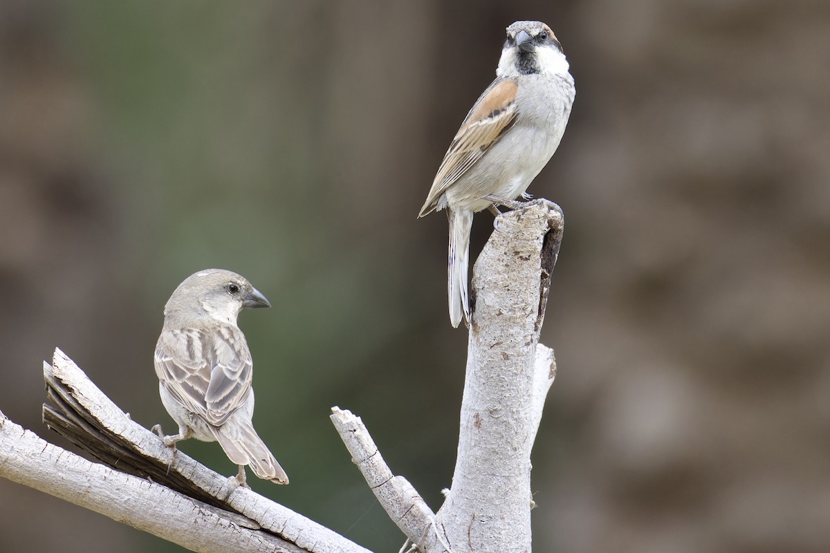 Socotra Sparrow - ML627252398