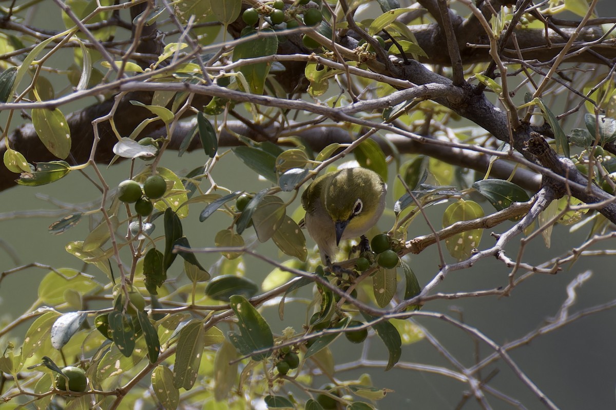 Socotra White-eye - ML627252413