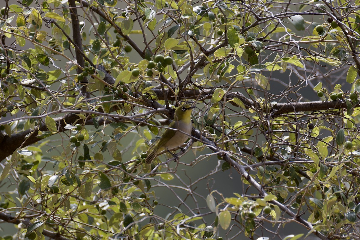 Socotra White-eye - ML627252417