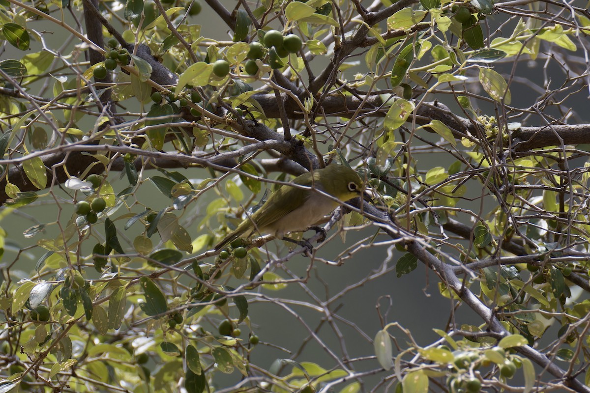Socotra White-eye - ML627252418