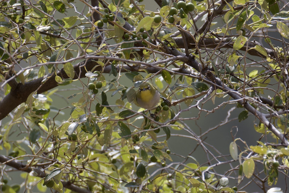 Socotra White-eye - ML627252419