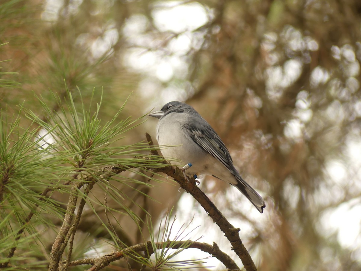 Gran Canaria Blue Chaffinch - ML627252475