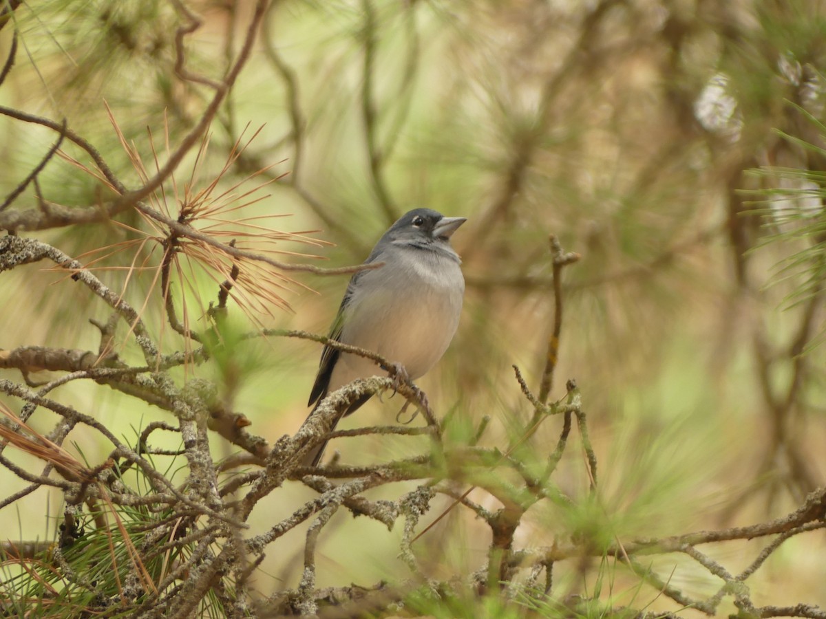 Gran Canaria Blue Chaffinch - ML627252476