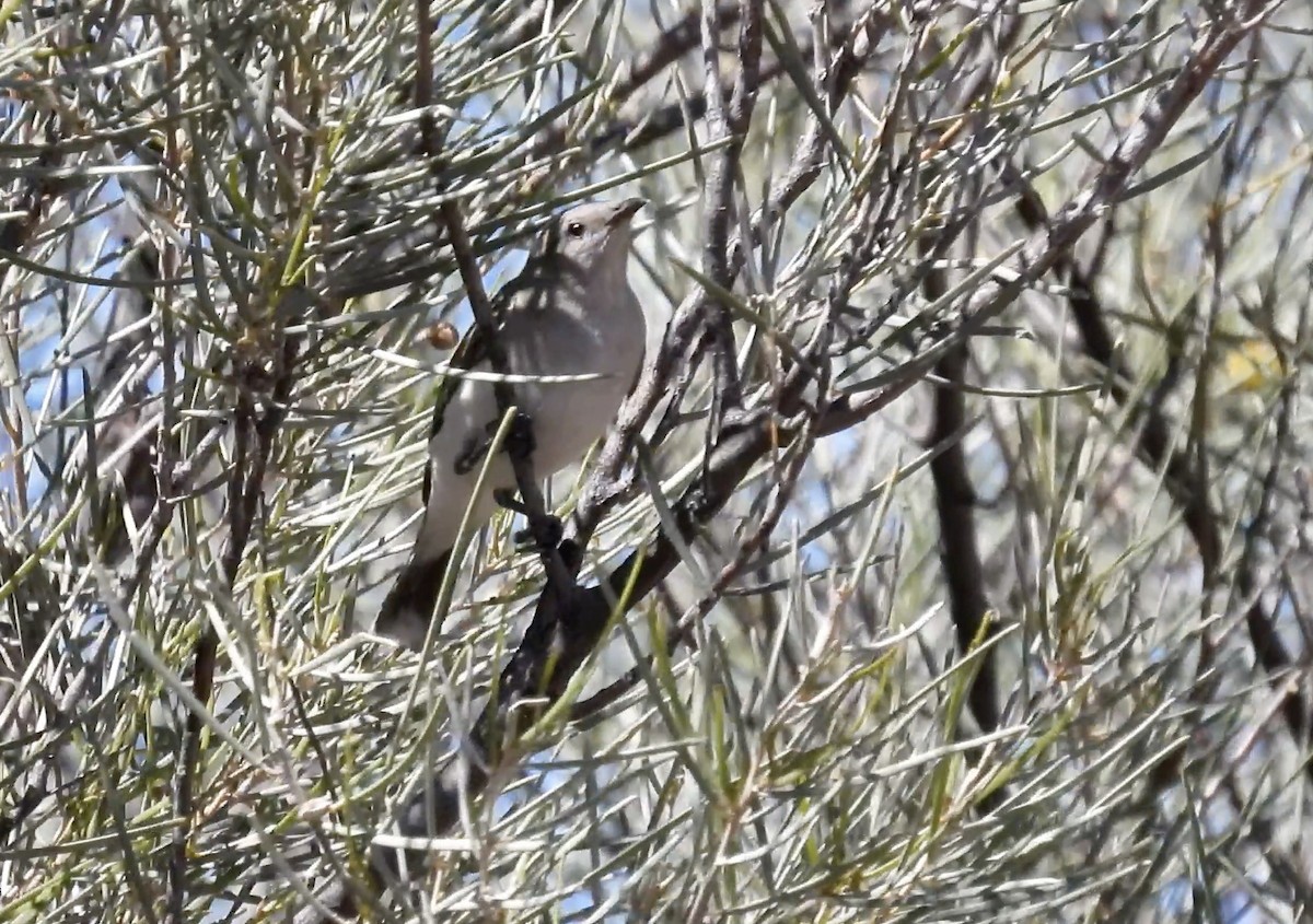 Gray Honeyeater - ML627252507