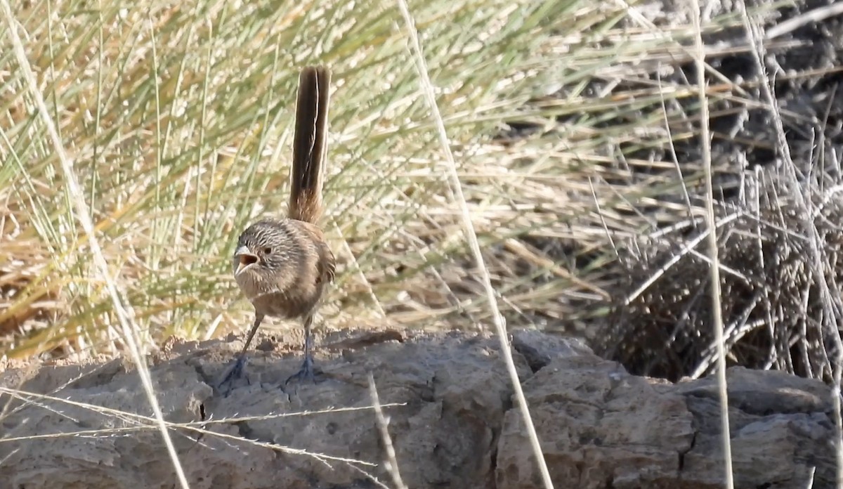 Dusky Grasswren - ML627252550