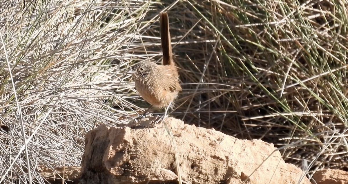 Dusky Grasswren - ML627252551