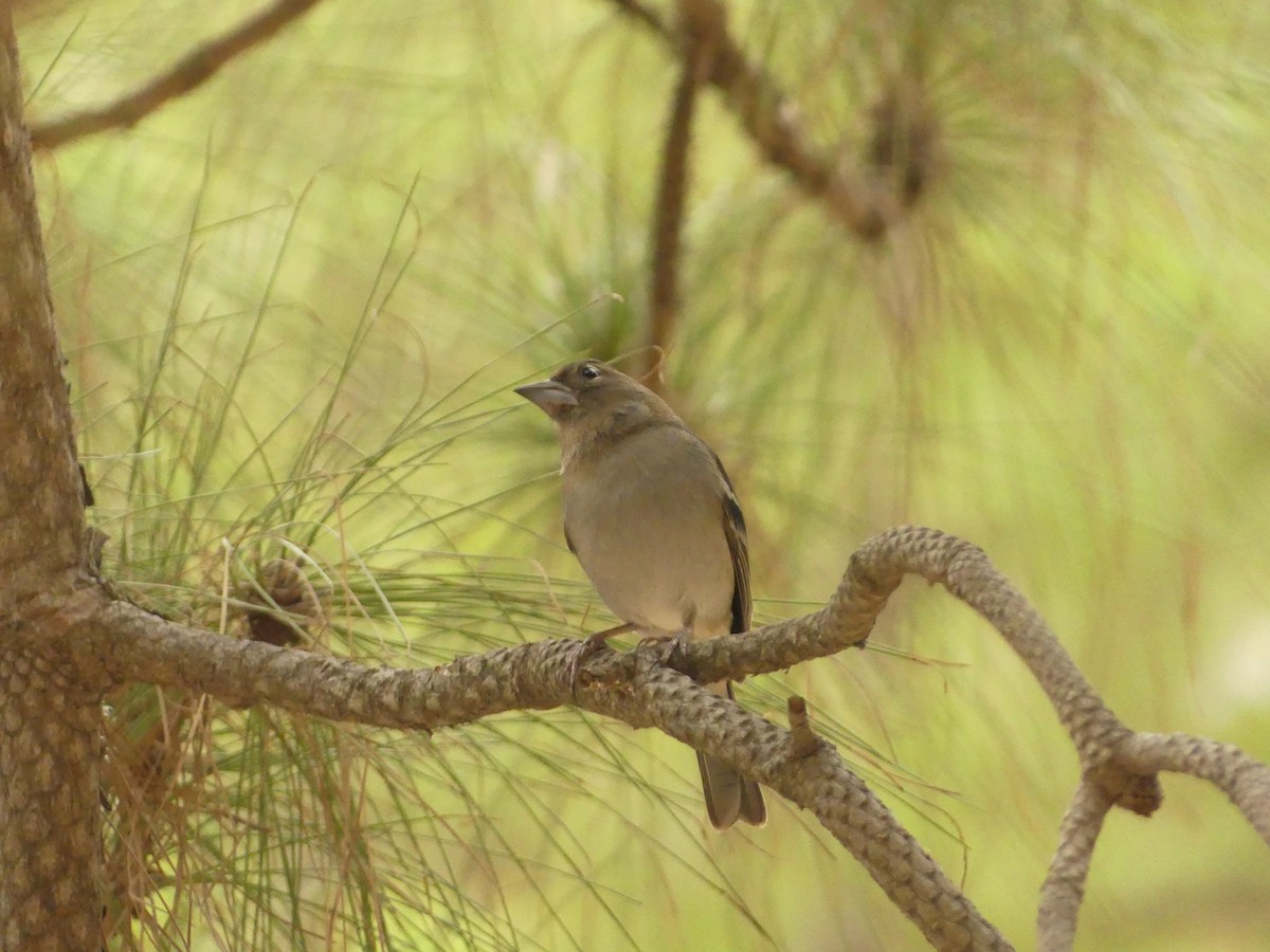 Gran Canaria Blue Chaffinch - ML627252592