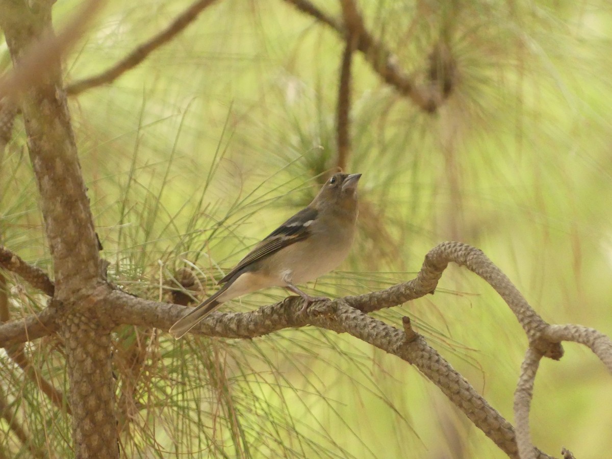 Gran Canaria Blue Chaffinch - ML627252593