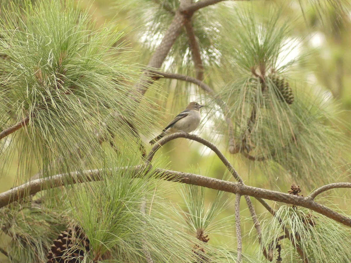 Gran Canaria Blue Chaffinch - ML627252595