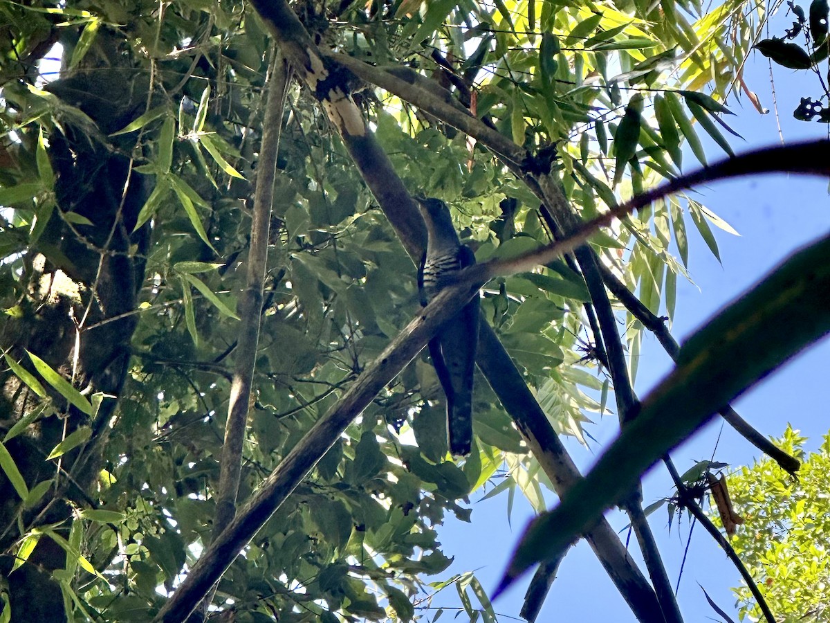 Madagascar Cuckoo - ML627252754