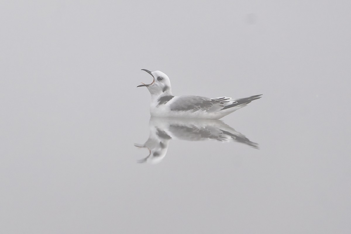 Black-legged Kittiwake - ML627252763
