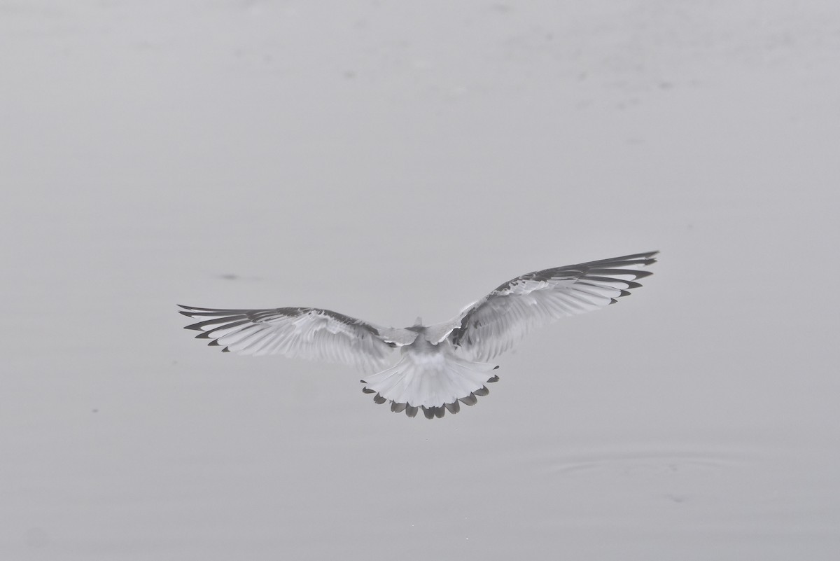 Black-legged Kittiwake - ML627252764