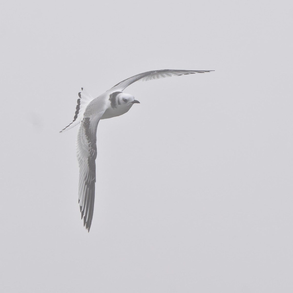 Black-legged Kittiwake - ML627252765