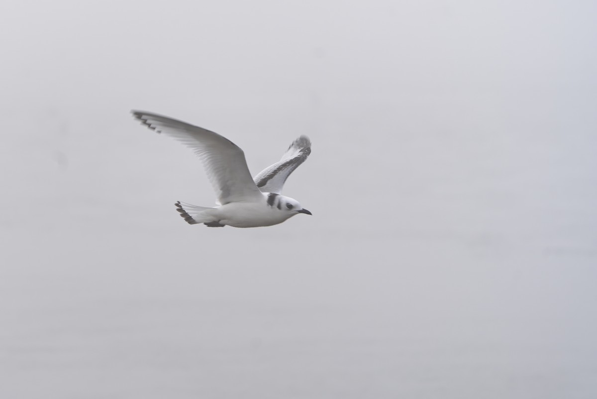 Black-legged Kittiwake - ML627252767