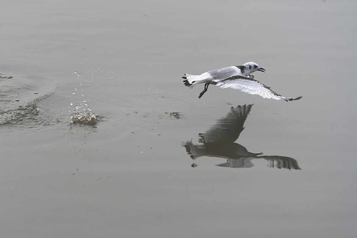 Black-legged Kittiwake - ML627252769