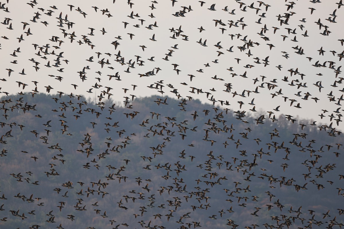 Baikal Teal - ML627252778