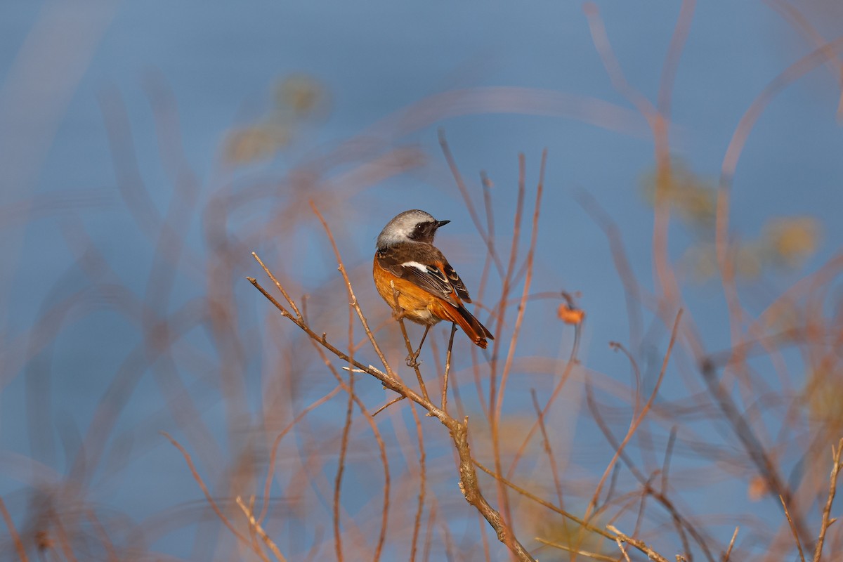 Daurian Redstart - ML627252804