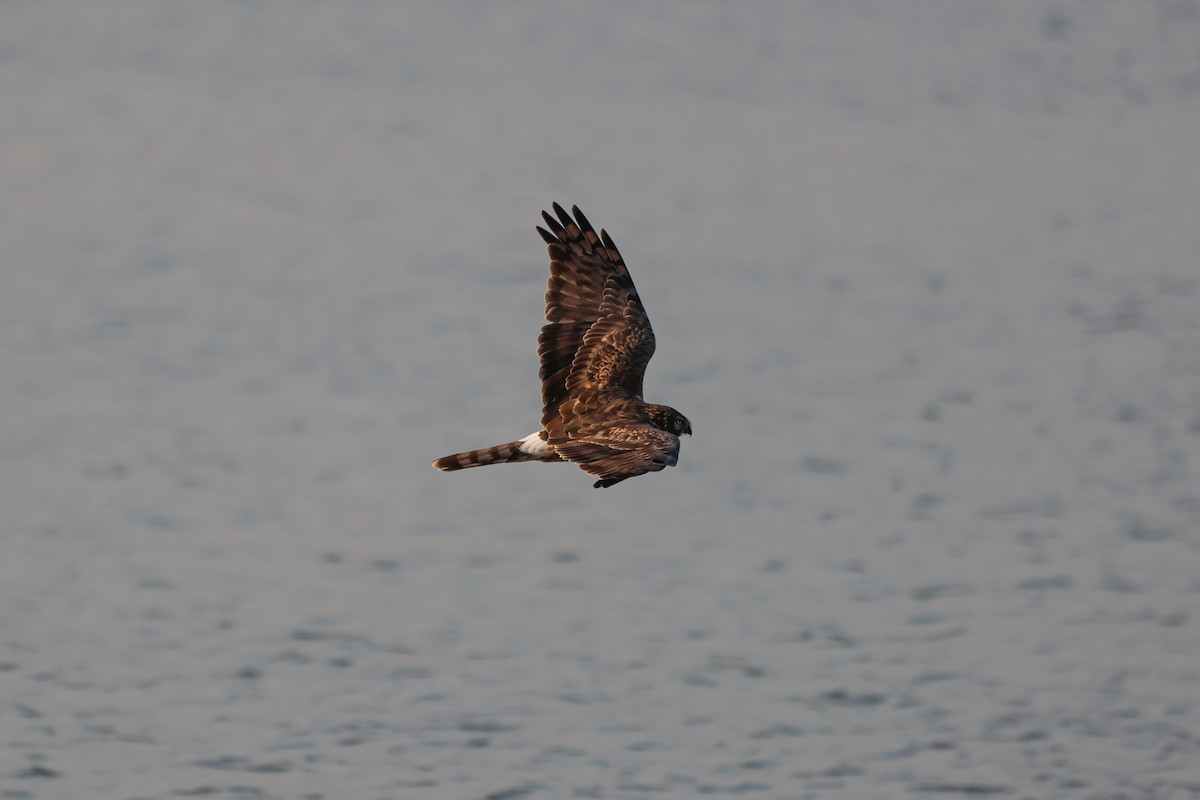 Hen Harrier - ML627252855