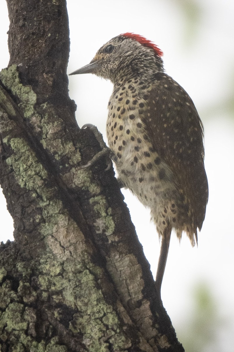 Green-backed Woodpecker (Spot-backed) - ML627252861