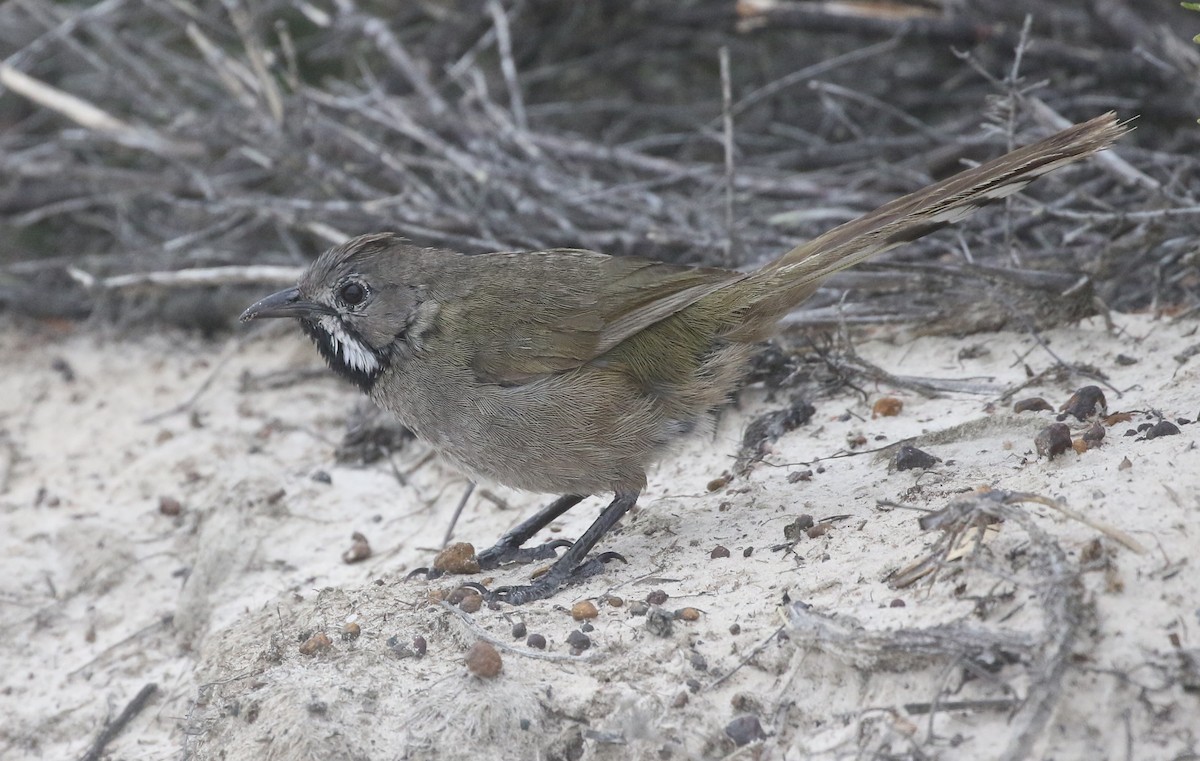 Western Whipbird (Black-throated) - ML627252878