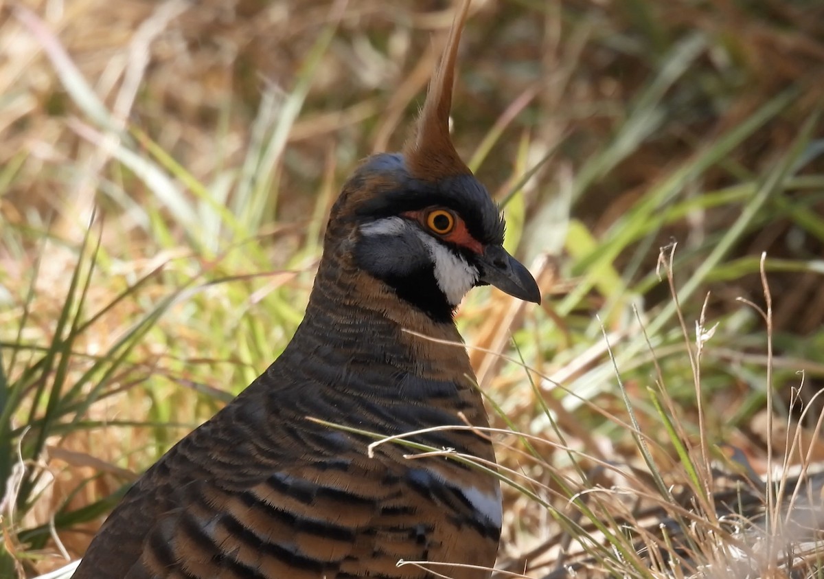 Spinifex Pigeon - ML627252899