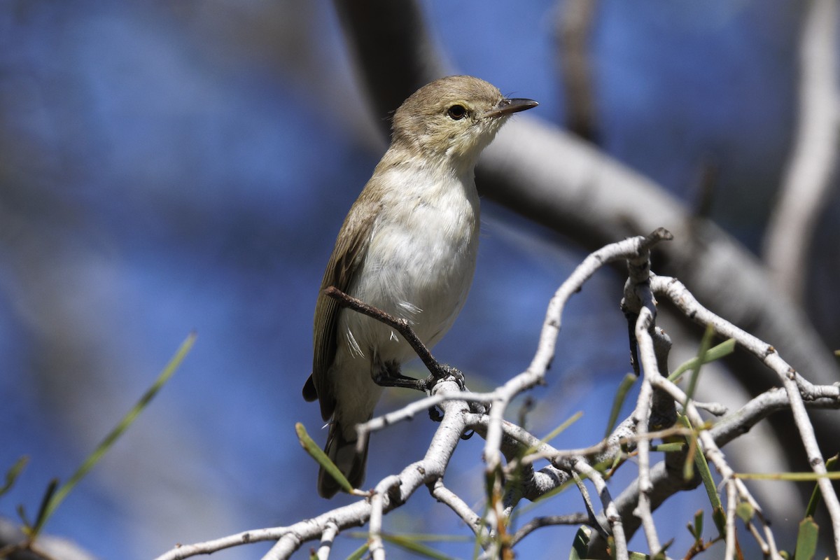 Gray Honeyeater - ML627252932