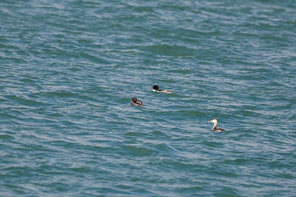 Red-breasted Merganser - ML627253123