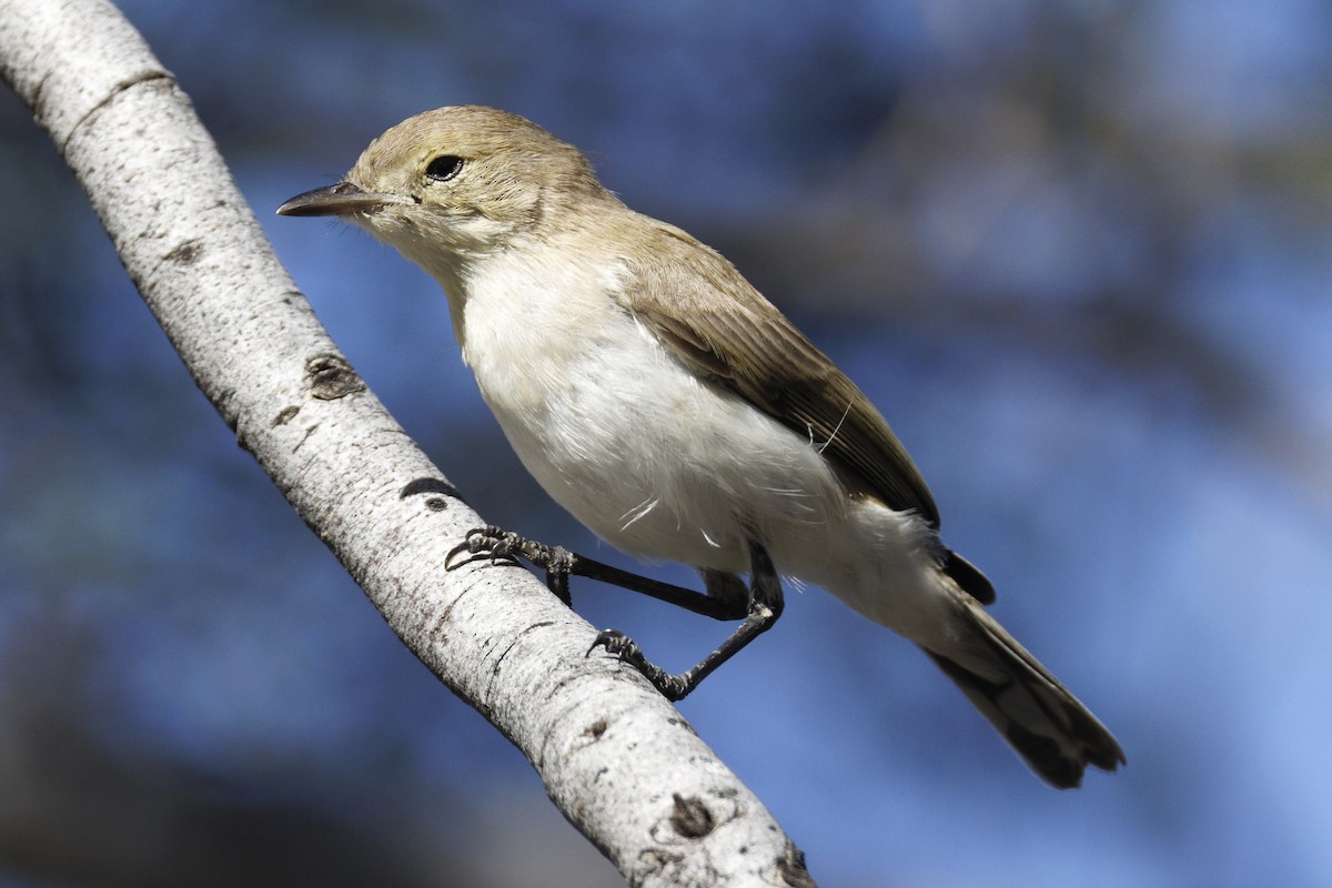 Gray Honeyeater - ML627253143