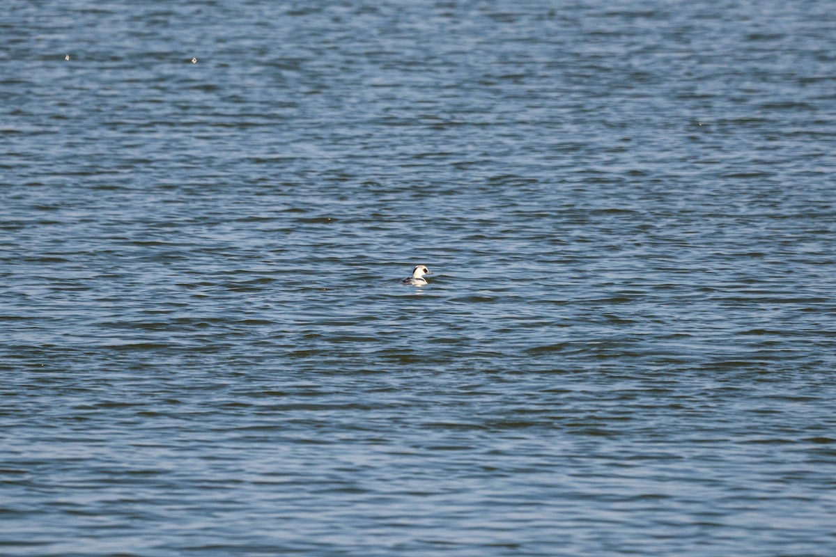Smew - ML627253162
