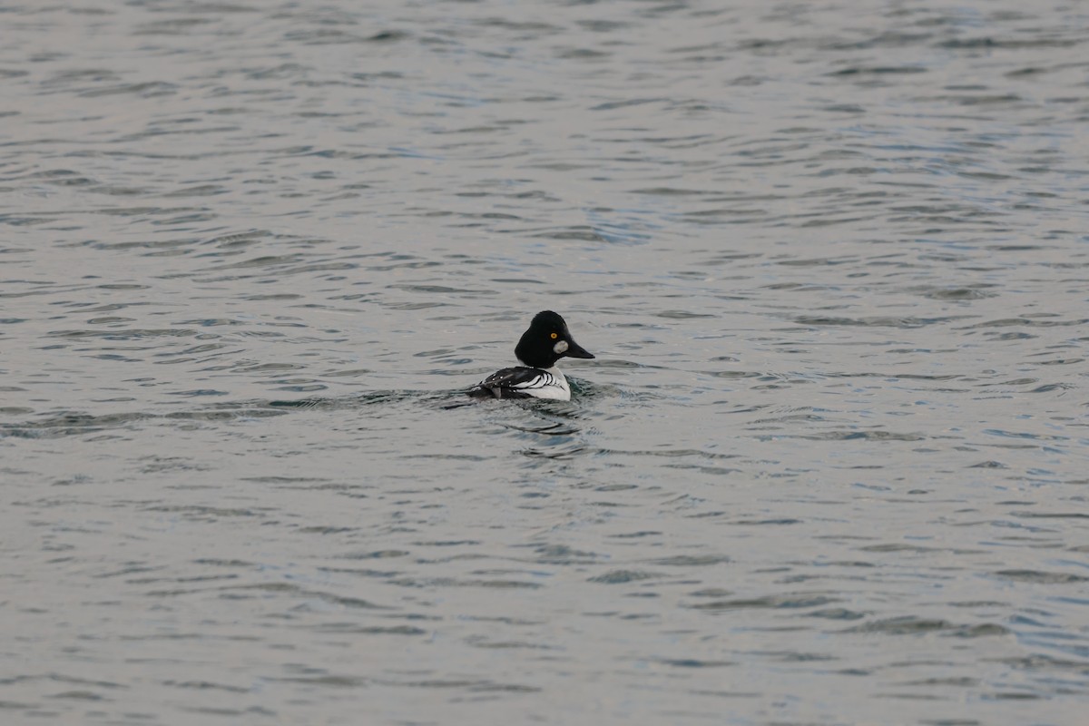 Common Goldeneye - ML627253212