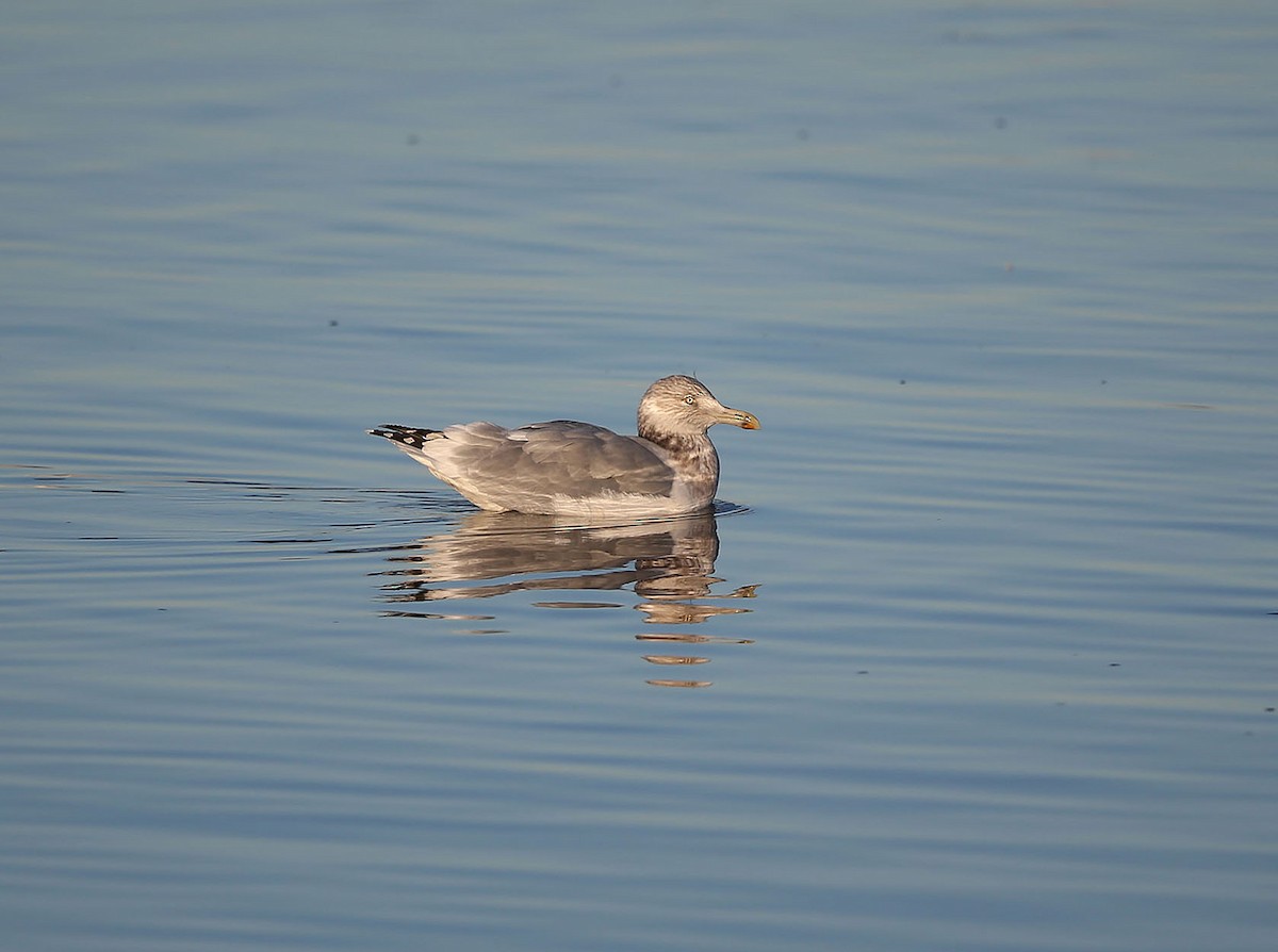 American Herring Gull - ML627253262