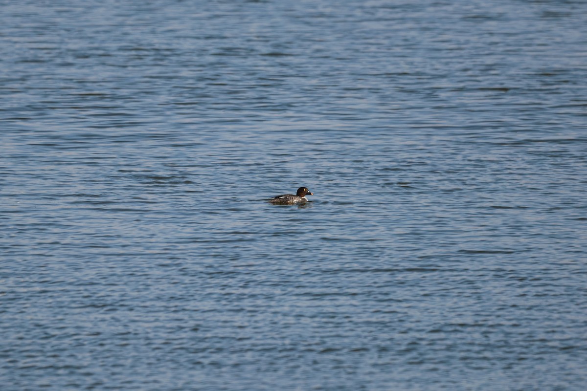 Common Goldeneye - ML627253320