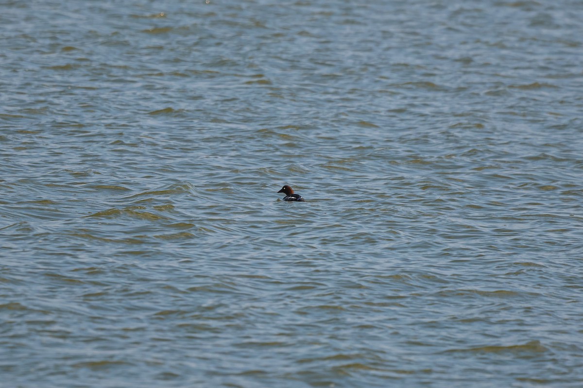 Common Goldeneye - ML627253321