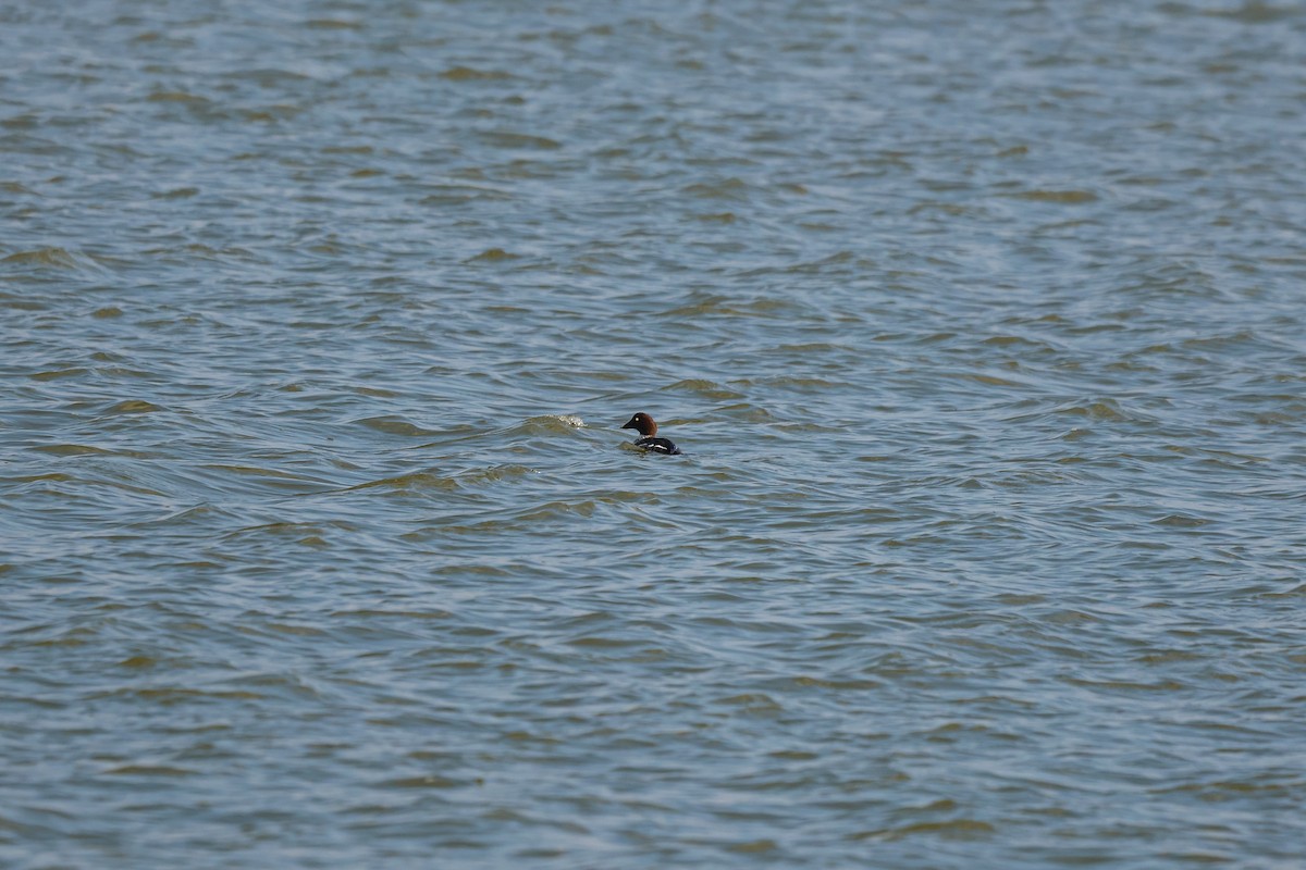 Common Goldeneye - ML627253322