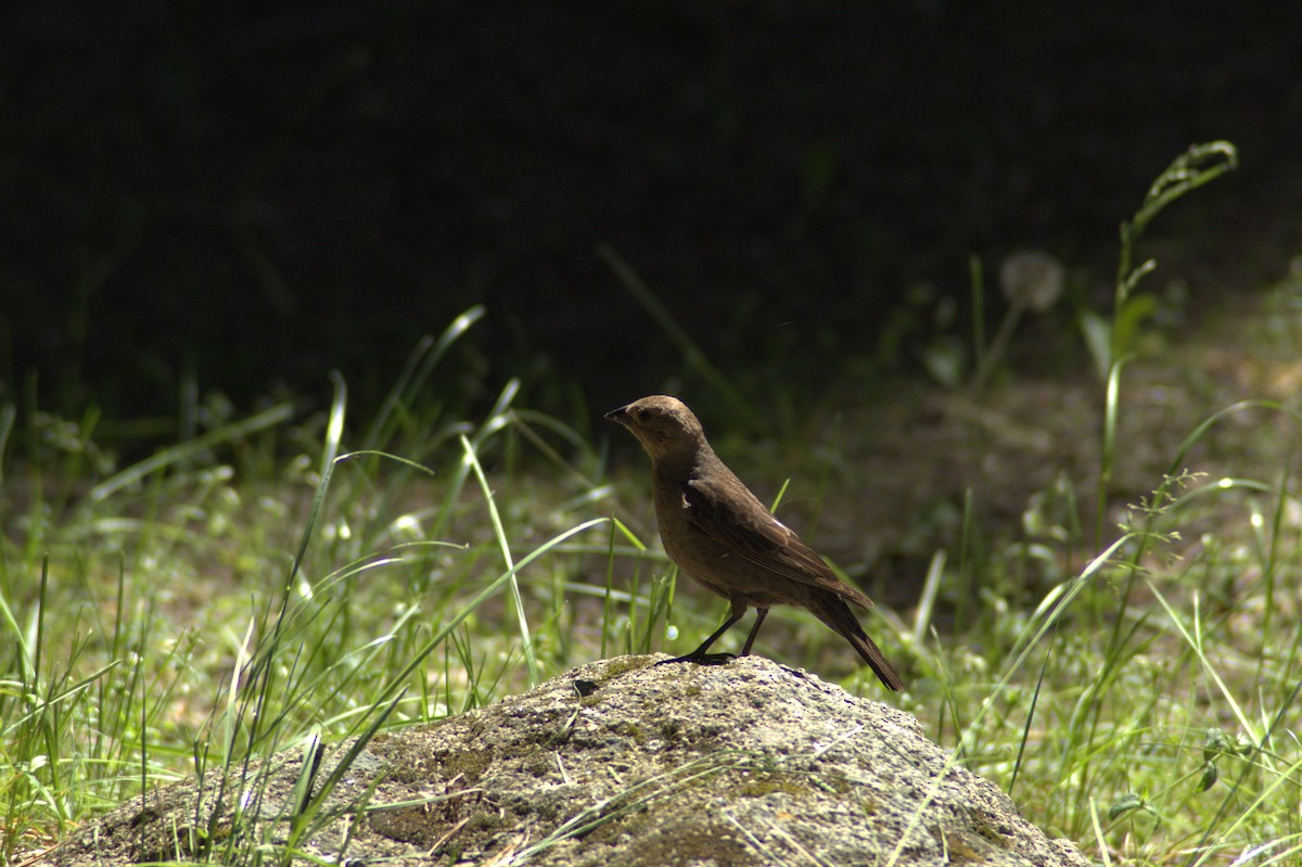 Brown-headed Cowbird - ML627253378