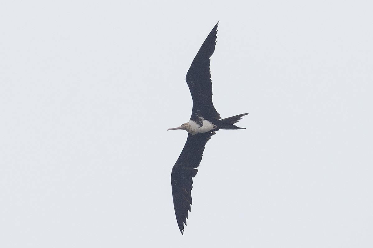 Christmas Island Frigatebird - ML627253568