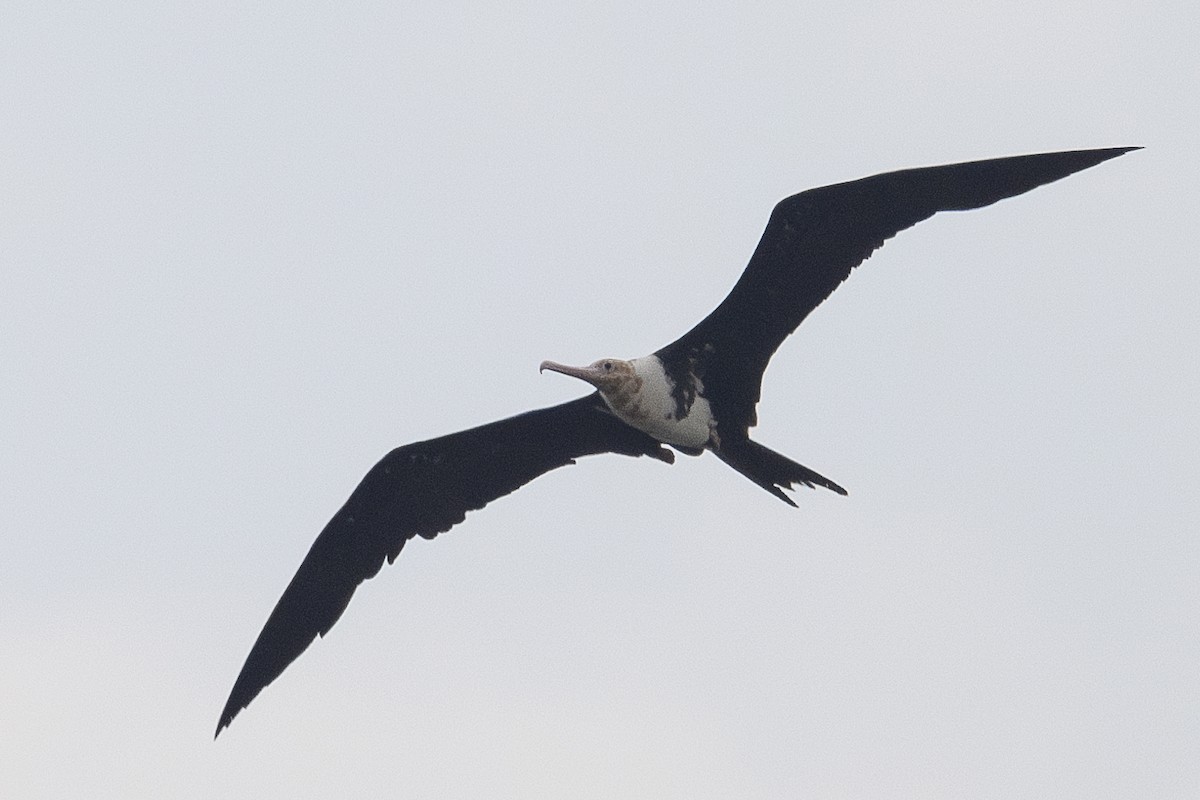 Christmas Island Frigatebird - ML627253569