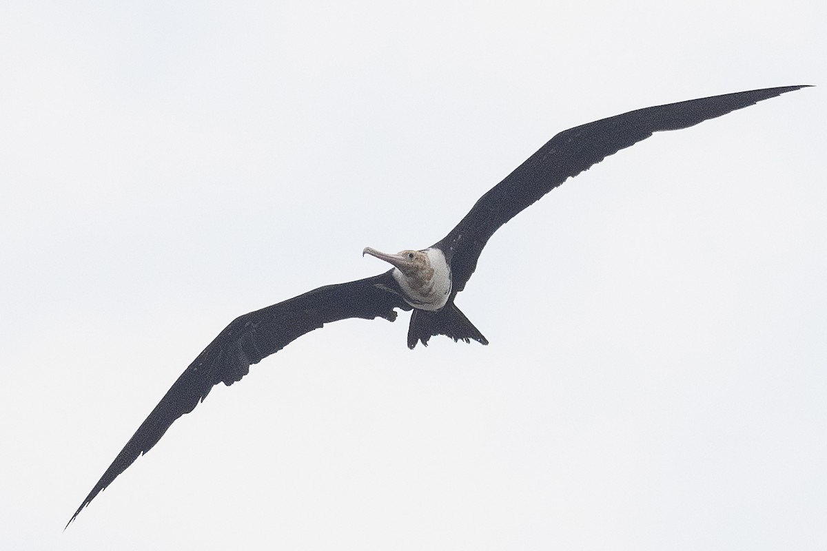 Christmas Island Frigatebird - ML627253570